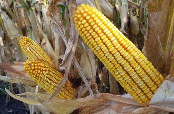 Milho continua seguindo a soja e registrando altas em Chicago nesta terça-feira