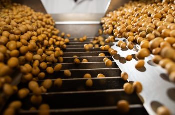 Preço da soja começa semana em alta no Brasil