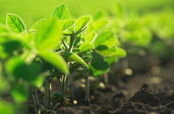 Soja encerra em alta na Bolsa de Chicago a US$ 1.044,75 por bushel, impulsionada pelo avanço do petróleo e revisão de estoques do IGC 10 Outro fator de otimismo foi a retomada dos serviços da Agência de Serviços Agrícolas dos EUA