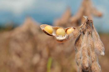 Mercado da soja avança com plantio recorde no Brasil, estabilidade em Chicago e alerta para o La Niña no Sul