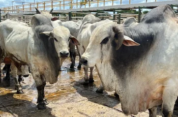 Preço do boi dispara e atinge maior valor do ano em Feira de Santana - Acorda Cidade