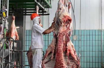 Arroba do boi gordo sobe para R$ 330 em Feira de Santana, atingindo o maior valor do ano 3 Arroba do boi atinge R$ 320 em Feira de Santana, maior valor em 2025