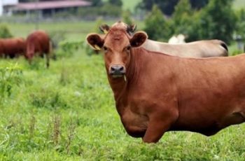 Boi gordo encerra cotação a R$ 307 a arroba em Araçatuba e Barretos, com estabilidade na maior parte do Brasil 11 Preço do boi gordo fica estável na maior parte do país; tendência é de alta