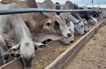 Preço do boi gordo sobe em várias regiões com mercado mais aquecido
