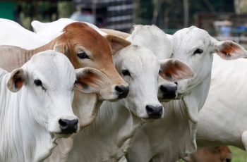 Rabobank projeta arroba do boi gordo superior a R$ 350; saiba quando