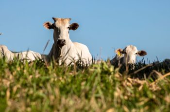 Boi gordo: demanda interna aquece e indica leve recuperação dos preços