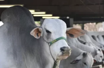 Arroba do boi gordo encerra em R$314,00 em Dourados e R$313,00 em Campo Grande, com aumento de R$1,00 em relação ao dia anterior. 9 Arroba do boi gordo tem aumento em MS e vaca gorda mantém preço -