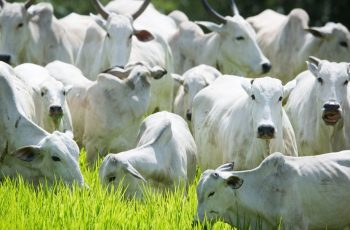 Boi Gordo encerra dia em Mato Grosso do Sul a R$ 318,61 e em São Paulo a R$ 310,59, com variação estável na semana. 3 Saiba por que a condição da vaca parida garante boi gordo no confinamento