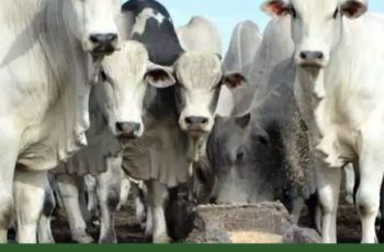 Boi China encerra cotação em R$ 315,00/@ com alta de R$ 2,00/@ e boi gordo a R$ 309,00/@ 10 Scot Consultoria: Alta na cotação do boi em São Paulo