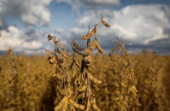 Soja encerra quarta-feira com alta de 0,39%, a US$ 1.034,75 por bushel na Bolsa de Chicago 9 Os Estados Unidos têm buscado diversificar seus destinos