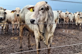 Preço do boi gordo sobe em várias regiões com mercado mais aquecido | Boi