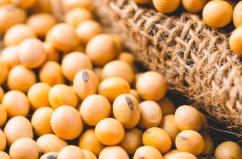 Soja registra alta nos preços futuros na Bolsa de Chicago com janeiro/26 a US$ 10,54 6 Soja abre a quinta-feira com valorizações em Chicago