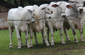 Boi gordo em São Paulo encerra semana com cotações estáveis; Paraná registra alta de R$ 2,00 por arroba 4 Mercado do boi gordo segue firme e vaca tem alta em São Paulo