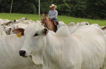 Frigoríficos "apertam" pecuaristas, mas boi gordo segue firme