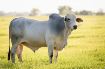 Boi gordo avança e negociações em São Paulo variam entre R$ 305 e R$ 320 12 boi