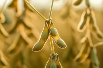 Soja valoriza com dólar alto e demanda externa aquecida