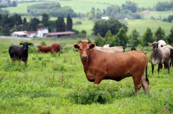 Preço do boi gordo fica estável na maior parte do país, mas tendência é de alta | Boi
