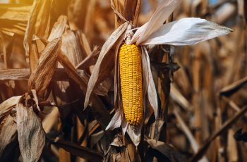 Milho futuro encerra a quarta-feira com preços mistos; novembro/25 a R$ 67,36 e janeiro/26 a R$ 71,14. 6 Após valorizações dos últimos dias, milho abre a 4ªfeira com leves recuos em Chicago