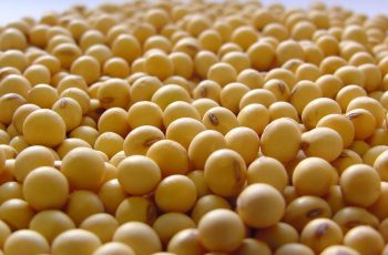 Soja avança 1,7% e encerra a US$ 11,34 por bushel na negociação de janeiro de 2026 2 Soja, milho e trigo caem na abertura da bolsa de Chicago