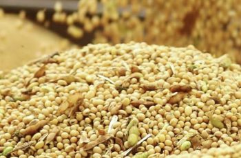 Soja encerra a semana cotada a R$ 118,71 por saca em Mato Grosso 5 Soja disponível em Mato Grosso tem cotação estável; plantio chega a 60%