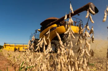 Soja: safra 2025/26 no PR deve ser de 21,96 milhões de toneladas 12 safra mundial de soja