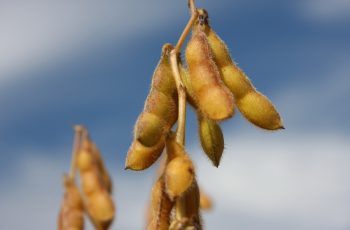 Soja avança na Bolsa de Chicago, com preços de US$ 10,34 a US$ 10,75 por bushel 12 Cotações da soja em Chicago seguem com alta nesta 6ªfeira