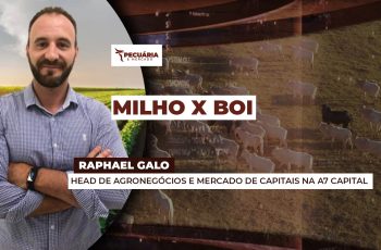 Cotação do milho na B3 sobe mais que a do boi gordo nos vencimentos mais...