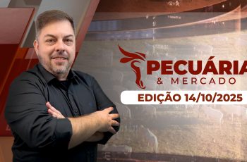 Arroba do boi pode buscar os R$330 em novembro, mercado já se prepara para alta