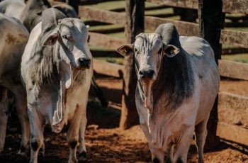 Arroba do boi avança e supera R$ 314 em São Paulo 9 Chuvas apertam escalas e arroba do boi segue avançando em São Paulo — CompreRural