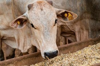 Relação de troca entre boi gordo e milho segue favorável ao pecuarista neste...