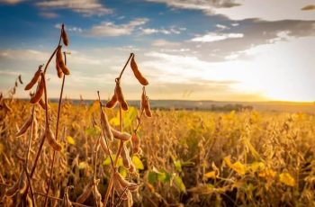 Após baixas consecutivas, mercado da soja opera com estabilidade em Chicago...