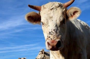 Mercado lento e preços estáveis no boi gordo