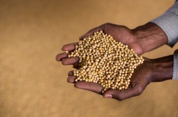 Soja encerra dia sem variação significativa no mercado 8 Soja fecha em alta na bolsa de Chicago, enquanto milho e trigo caem