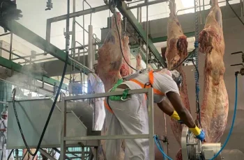 Arroba do boi gordo sobe para R$ 330,00 em Feira de Santana, novo recorde do ano 4 Arroba do boi chega a R$ 330 e renova recorde do ano em Feira de Santana - Acorda Cidade