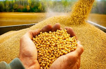 Soja encerra outubro com maior alta mensal em cinco anos, alcançando US$ 11,15 por bushel em Chicago 4 Soja mantém preços firmes no Brasil com cenário externo favorável e avanço do plantio