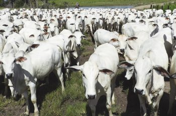 Cotações do boi gordo - 27/11/25 • Portal DBO