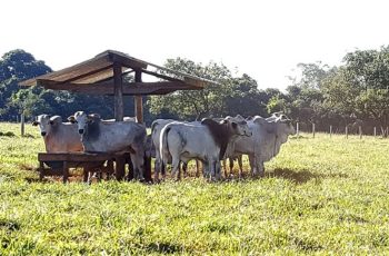 Arroba do boi gordo em São Paulo segue estável; oferta ajustada sustenta mercado