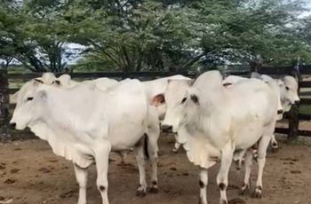 Arroba do boi se mantém em R$ 330 em Feira de Santana com oferta controlada