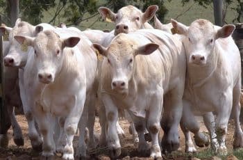 O que esperar dos preços da arroba do boi gordo neste fim de ano? — CompreRural