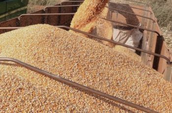 Cotação do milho em Mato Grosso tem nova alta
