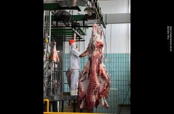 Preço da arroba do boi se mantém em R$ 330 na Bahia e mercado projeta novas valorizações até o fim de 2025