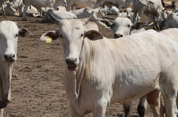Fim do tarifaço deve pressionar preços da carne e do café, mas sem descontrole da inflação