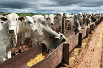 Nov/25 segue favorável para a troca de boi por milho em SP