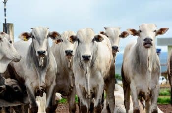 Boi gordo a R$ 325/@ só para boi-China; queda na B3 e pressão no físico preocupam pecuaristas — CompreRural