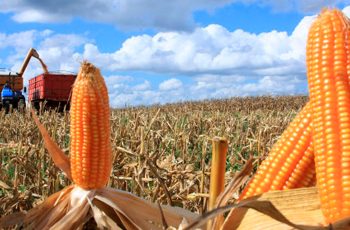 Milho futuro na B3 avança, com novembro/25 cotado a R$ 67,82 e janeiro/26 a R$ 71,30. 9 Cotações do milho futuro abrem a segunda-feira registrando elevações nas bolsas