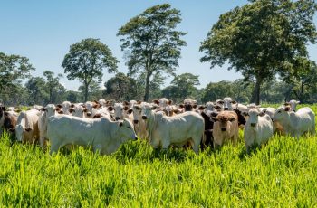 Boi gordo avança 0,21% e encerra a R$ 301,06 no Tocantins; contrato de novembro/25 sobe para R$ 332,20 na B3 7 O que esperar da arroba do boi gordo em novembro?