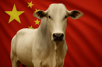 Veja o preço da arroba do boi gordo em dia que a China adiou investigações