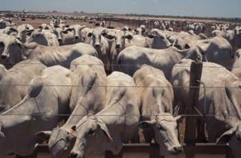 Preço do boi gordo encerra outubro com alta de quase 5% no mês