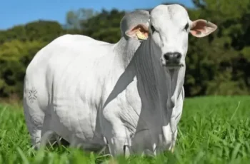 Arroba do boi gordo em Campo Grande avança para R$ 318,00 e vaca gorda para R$ 291,50 8 Preço da arroba do boi e da vaca gorda sobe em Campo Grande -