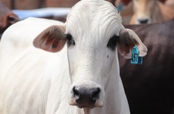 Preços do boi gordo seguem estáveis em São Paulo
